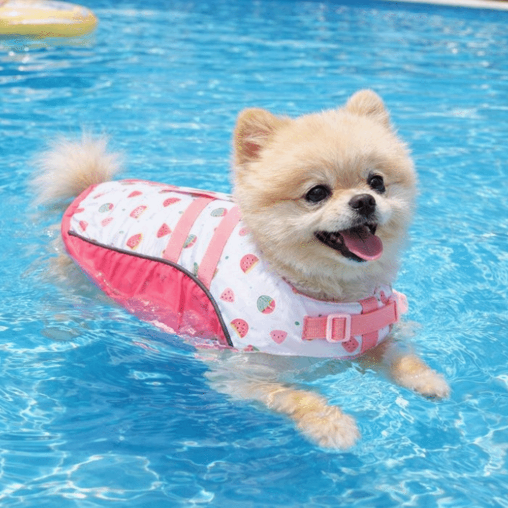 Ayarlanabilir Köpek Can Yeleği - Life Jacket Buoyancy incelemesi ve fiyatı